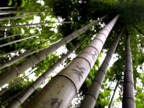 Vật liệu xây dựng sử dụng cây họ tre được cấp bằng độc quyền sáng chế