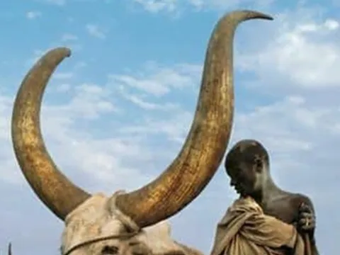 Loài động vật có cặp sừng lớn nhất thế giới, cả bộ tộc bất chấp bỏ mạng để bảo vệ