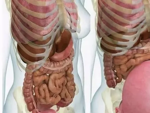 Bụng phụ nữ ngày càng lớn sau khi mang thai, vậy các cơ quan nội tạng ở đâu? Đây là bức tranh để bạn hiểu sự hy sinh của người phụ nữ