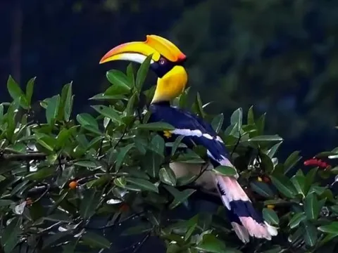 Loài chim quý của Việt Nam có mỏ đắt gấp 3 lần ngà voi, giá 150 triệu/kg: Nằm trong nhóm một Sách đỏ