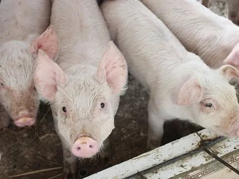 Giá heo hơi ngày 27/2/2025: Tiếp tục tăng mạnh, miền Nam đạt mốc 80.000 đồng/kg