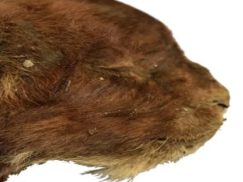 Tìm thấy xác ướp mèo răng kiếm còn nguyên vẹn ở Siberia