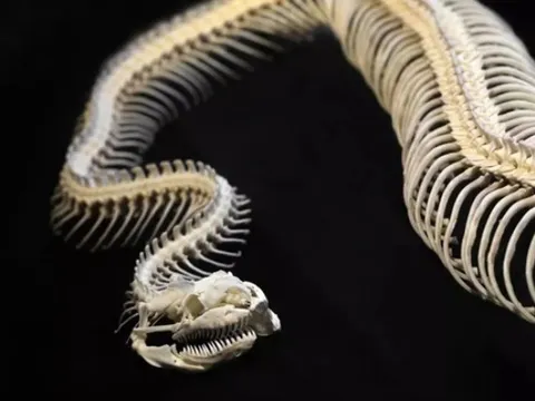 Kinh hãi 3 “quái xà” đã tuyệt chủng hàng triệu năm trước