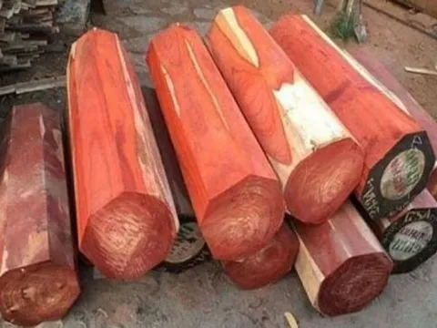 Loại gỗ quý hiếm có lõi chảy ra 'vàng lỏng', được bán với giá 160 triệu đồng/kg, đắt nhất nhì thế giới