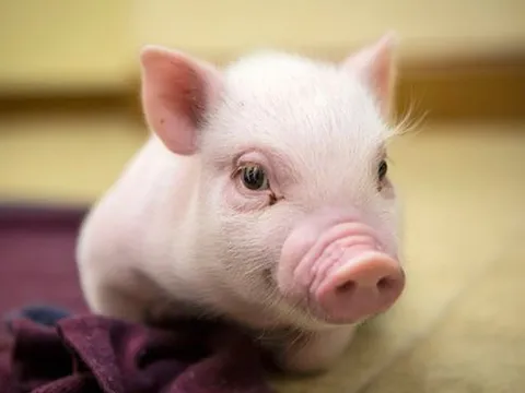 Đầu tháng 3, sinh khí tràn đầy, 4 con giáp sau đây sẽ có tài lộc dồi dào, sự nghiệp suôn sẻ