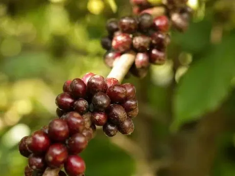 Giá nông sản ngày 28/2/2025: Cà phê bật tăng trở lại, hồ tiêu ổn định 