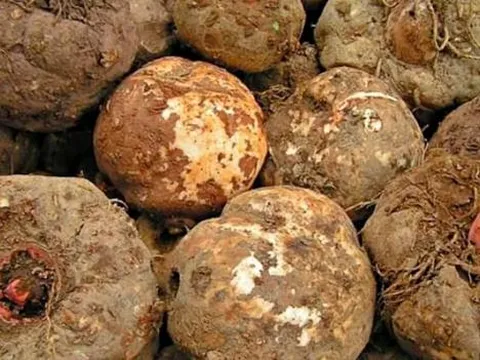 Loại củ ở miền Bắc với tên gọi độc lạ, xưa dùng để 'cứu đói' nay thành đặc sản, ngang giá thịt gà ta