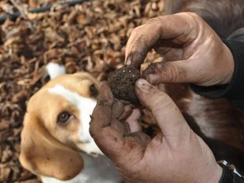 Loại thực phẩm được ví như 'vàng đen', có giá trên trời, nhiều người phải thuê cả chó chuyên dụng để săn lùng
