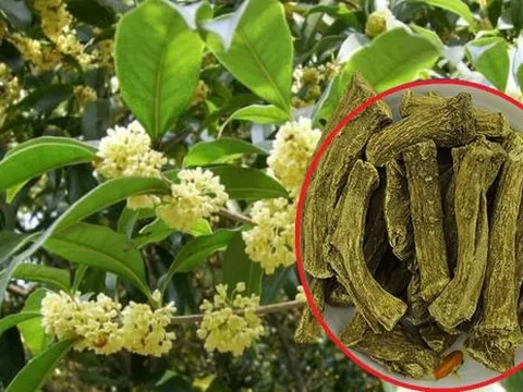 Đây là loại cây hợp với 5 mệnh, trồng trước nhà vừa giúp trị bệnh lại cho ra tiền thật