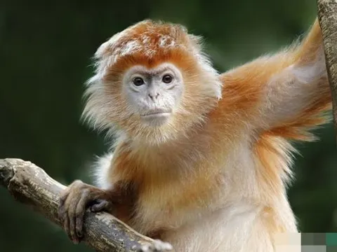 Từ ngày 3/3, 4 con giáp sau đây cần lưu ý những điều này để tránh quyết định sai lầm, bị cám dỗ