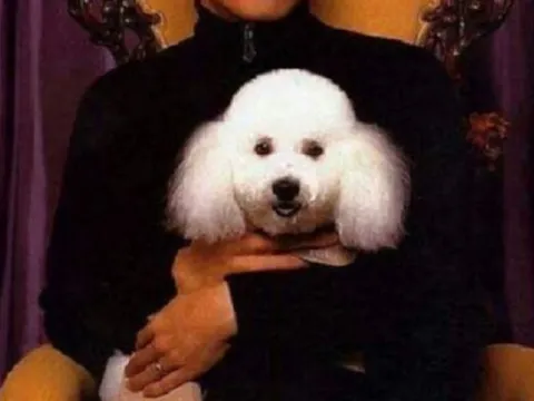 Chú chó có quân hàm cao nhất lịch sử thế giới: Là Đại tướng Không quân, lễ tang được tổ chức trịnh trọng trong 4 ngày