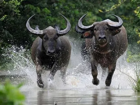 Bước sang tuổi trung niên, 4 con giáp này được Thần Tài 'độ', có lộc kinh doanh