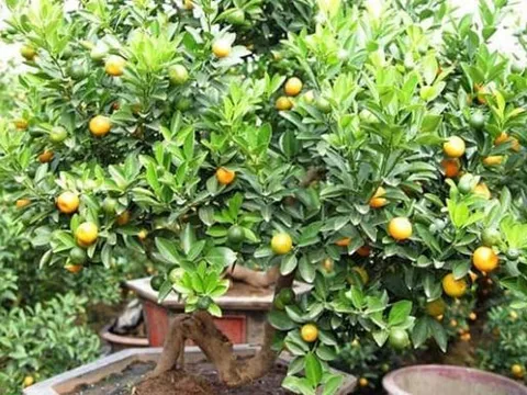 Người xưa khuyên: 'Trong nhà có hai cây thì dù không giàu cũng có phước', là hai cây gì?