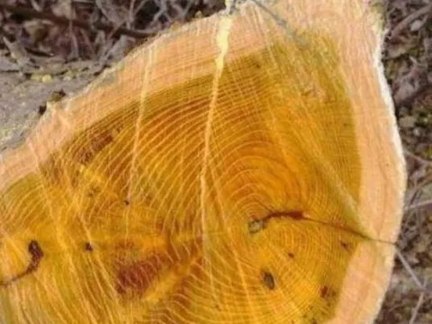 Loại gỗ quý 'nhả tơ vàng', 1 cây có giá lên đến 9.000 tỷ đồng nhưng nhiều người không biết, từng bị đốn làm củi