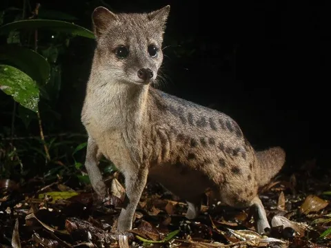 Loài động vật có khả năng giao phối kéo dài đến 8 giờ, nằm trong Sách Đỏ