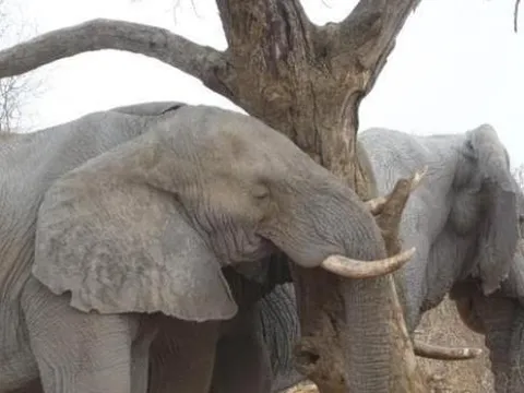 Tại sao voi 1 ngày chỉ cần ngủ 2 tiếng đồng hồ? Có phải muốn dành thời gian nhiều hơn để ăn?