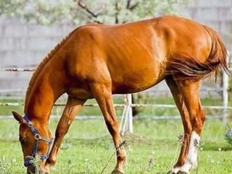 Hé lộ lý do ngựa đứng suốt ngày đêm và không bao giờ nằm ​​ngay cả khi ngủ?