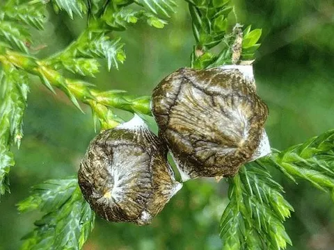 Loại gỗ quý hiếm cả thế giới chỉ 2 quốc gia sở hữu, riêng tại Việt Nam có tới 1.000 cây