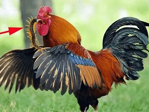 Con rết là một trong 5 loài độc nhất, tại sao nó lại sợ gà trống?