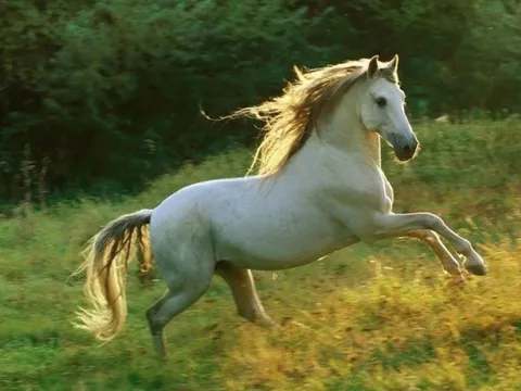 Tử vi tuổi Ngọ tháng 3/2025: Ổn định, cơ hội nở rộ, nhưng cần tỉnh táo