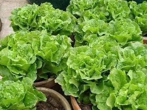 Hai loại 'rau' này thích hợp trồng tại nhà, chỉ cần một can dầu trống là có thể làm được, không lo thiếu rau tươi để ăn