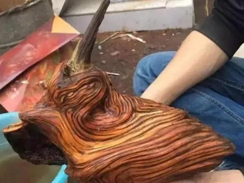 Anh chàng dọn mộ tổ thấy khúc gỗ lạ định đem về làm củi đốt, ai ngờ chuyên gia nói lớn: 'Phát tài to'