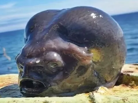 'Quái vật ngoài hành tinh dưới đáy biển': Ngư dân khoe sinh vật đáng sợ được kéo lên từ vùng biển Nga