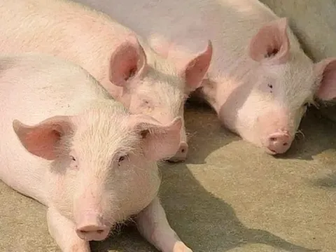 Giá heo hơi ngày 7/3/2025: Nhiều tín hiệu tích cực