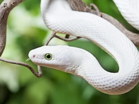 3 con giáp may mắn nhất Chủ Nhật ngày mùng 9 tháng 3 năm 2025