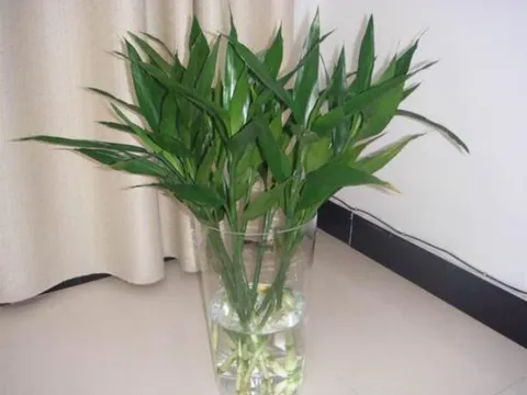 Để nuôi cây trúc phát lộc, không chỉ phát triển bằng nước, hãy nhớ '4 loại nước' này, cây mới phát triển thịnh vượng mà không bị vàng lá