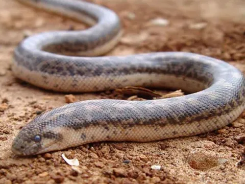 Loài rắn hổ mang kịch độc được dùng làm vũ khí chiến tranh thời cổ đại