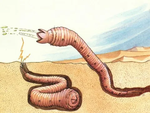 Giải mã bí ẩn về loài sâu tử thần có thể giết người mà không cần cắn