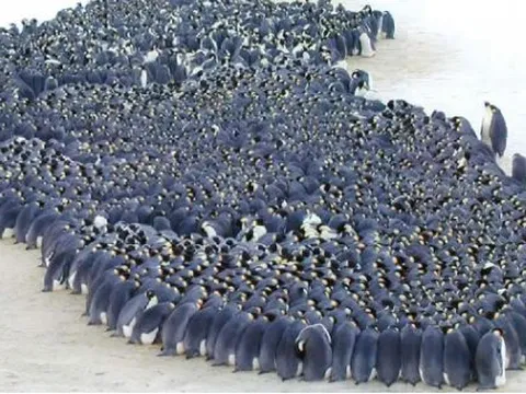 Ở Nam Cực băng giá, chim cánh cụt quây quần để sưởi ấm, vậy những con ở ngoài cùng có bị chết rét không?