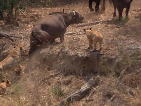 Khoảnh khắc kịch tính trong thiên nhiên hoang dã: Trâu rừng già vô tình lọt vào bẫy của bầy sư tử và màn giải cứu đồng loại đầy bất ngờ của bầy trâu