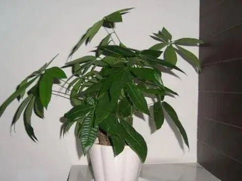 Đặt cây tài lộc ở những vị trí này trong nhà, không những không thu hút được của cải mà còn khiến gia chủ nghèo đi