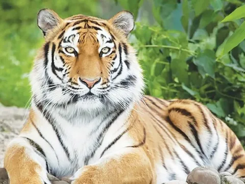 Giữa tháng 3: 4 con giáp đón vận may đỉnh điểm, tiền tài rủng rỉnh, công việc thuận lợi