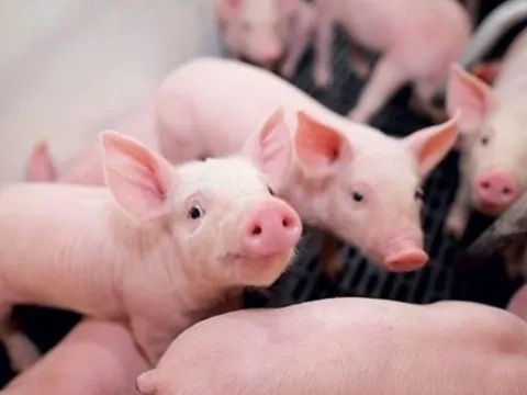 Giá heo hơi ngày 10/3/2025: Thị trường bất ngờ ổn định trên phạm vi cả nước 