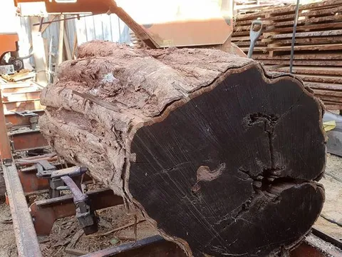 Đây là loại gỗ có màu đen đắt đỏ bậc nhất thế giới: Giá hơn 300 triệu đồng/m3, cây mất 60 năm mới trưởng thành