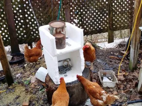 Tại sao gà ăn thùng xốp? Lý do rất đơn giản