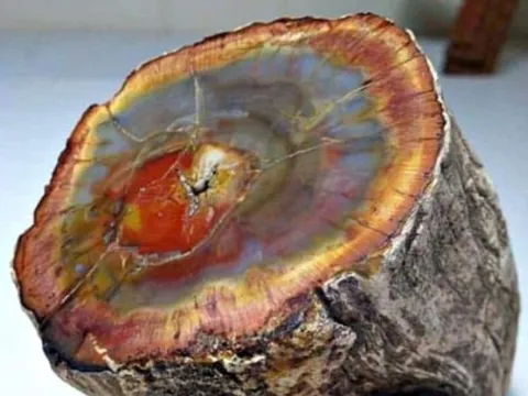 Việt Nam có gỗ hóa ngọc trị giá hơn 600 tỷ đồng, được giới sưu tầm ráo riết săn lùng