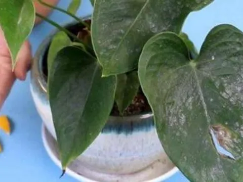 Đừng vội vứt những 'rác' này, hãy tận dụng nó để trồng cây, vừa thân thiện với môi trường vừa tiết kiệm chi phí