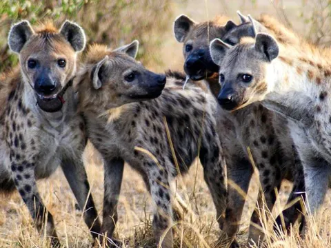 Vì sao linh cẩu đốm không trở thành con mồi của các loài săn mồi khác?