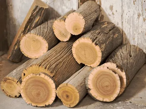 Đây là loại gỗ quý hiếm có lõi chảy ra 'vàng lỏng': Có giá bán 160 triệu đồng/kg, là nguyên liệu tạo ra chai nước hoa xa xỉ bậc nhất thế giới