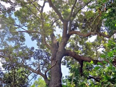 Việt Nam có loài cây cứng hơn sắt, quý hơn vàng: Cả thế giới chỉ còn 13 cây, có nguy cơ tuyệt chủng