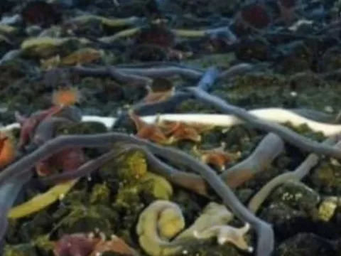 Đây là sinh vật dài nhất thế giới: Không phải là rắn, có thể dài tới 55 mét, dài hơn một tòa nhà 18 tầng