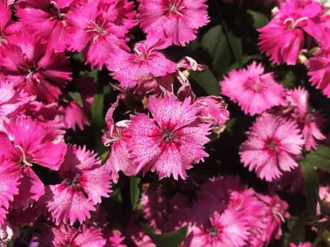 Người sinh vào những ngày nào có thể trở thành ngôi sao may mắn của cả gia đình, mang đến sự hòa thuận, làm ăn phát đạt?