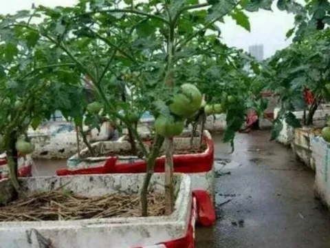 Nhà giàu cỡ nào cũng nên giữ thùng xốp phế thải, quá 'giá trị', không biết thì tiếc