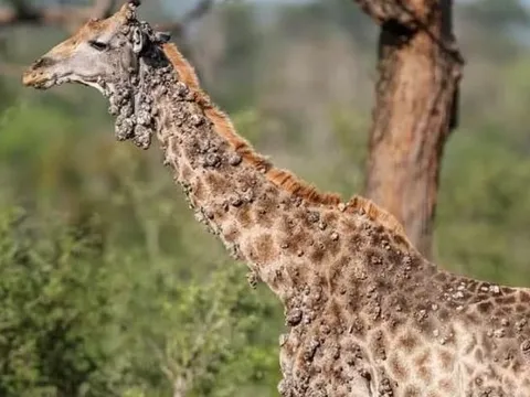 Hươu cao cổ mắc bệnh hiếm gặp, người sần sùi như khúc gỗ, ai nhìn cũng sợ