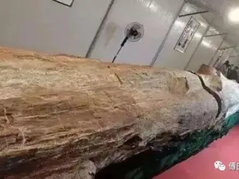 Lão nông đào được khúc gỗ cứng như đá, dài 30m: Cảnh sát sau đó lập tức phong tỏa, chuyên gia định giá hơn 600 tỷ đồng