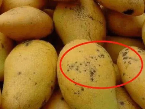 Nếu bạn là người thích ăn xoài thì nên biết rõ đặc điểm trên quả này để chọn quả ngon đúng cách